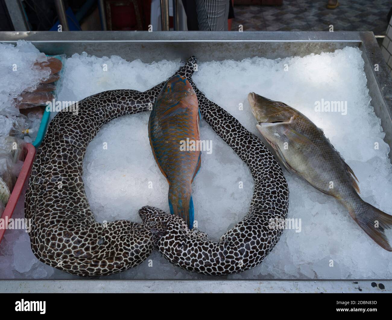 dh Rawai Fischmarkt PHUKET THAILAND Fischhändler Meeresfrüchte produzieren Stand Fische Schwarzfleckige Muränen Gymnothorax favagineus Stockfoto