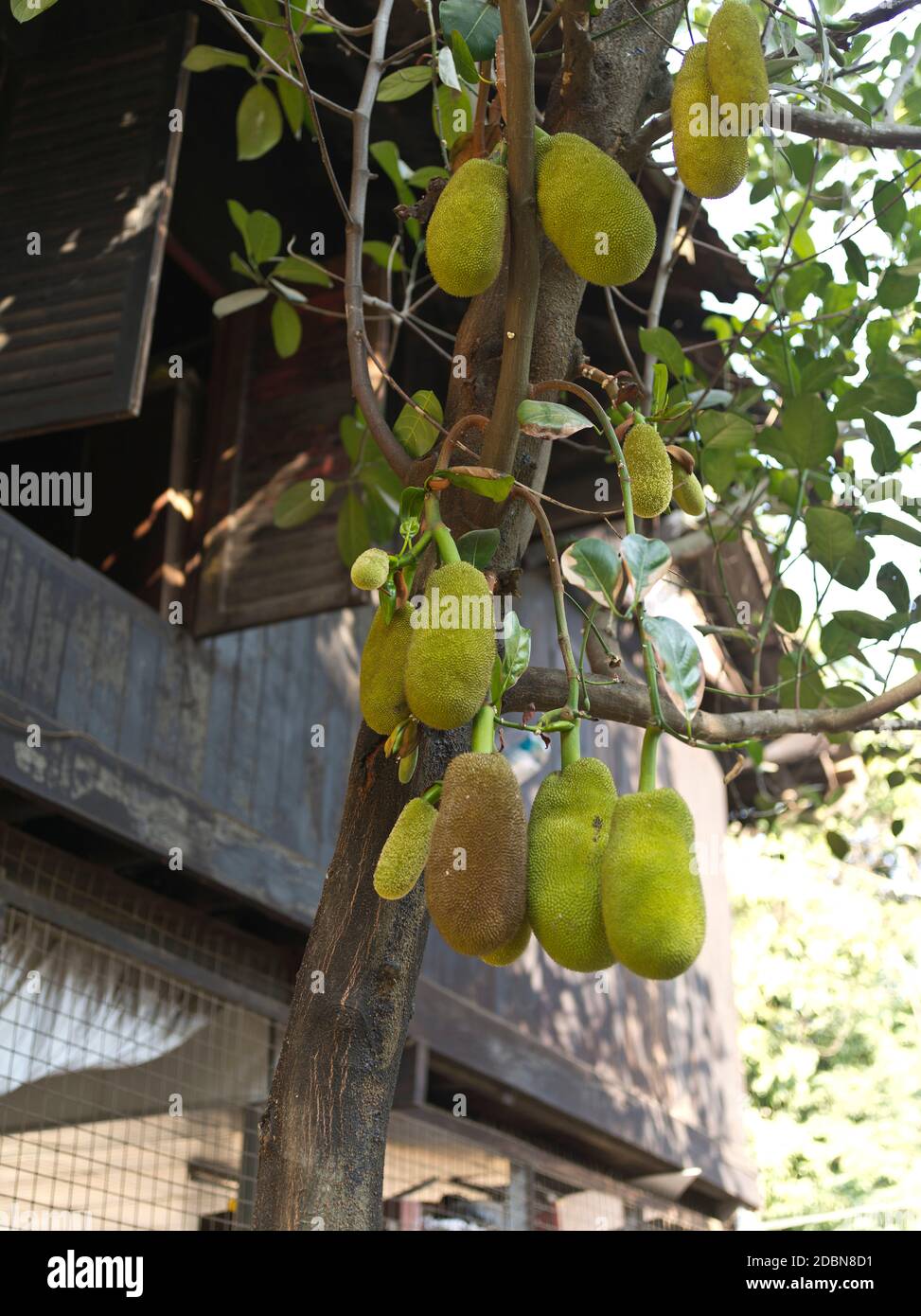 dh YANGON MYANMAR Jackfruit im buddhistischen Kloster Tropical Fruit Jack Baum Artocarpus heterophyllus Stockfoto