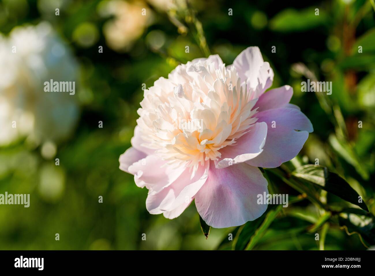 Rosa Blume auf grünem Gras Hintergrund. POV von der Seite Stockfoto