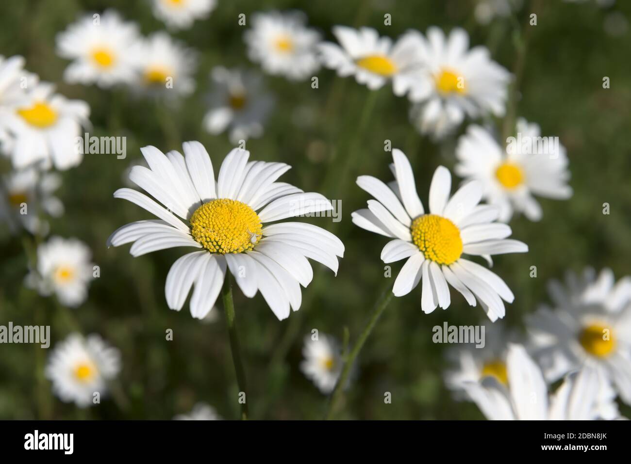 Eine kleine weiße Spinne steht auf dem nächsten Gänseblümchen, das den Fokus dieses Fleckes von shasta Gänseblümchen bildet. Bei natürlichem Sonnenlicht. Stockfoto