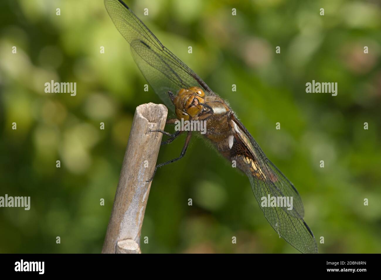 Weibliche breitkörperige Verfolgerdragonfly der Ordnung Odonata schaut direkt auf die Kamera, während sie ihr Gesicht ergraut. Weicher grüner natürlicher Hintergrund. Stockfoto