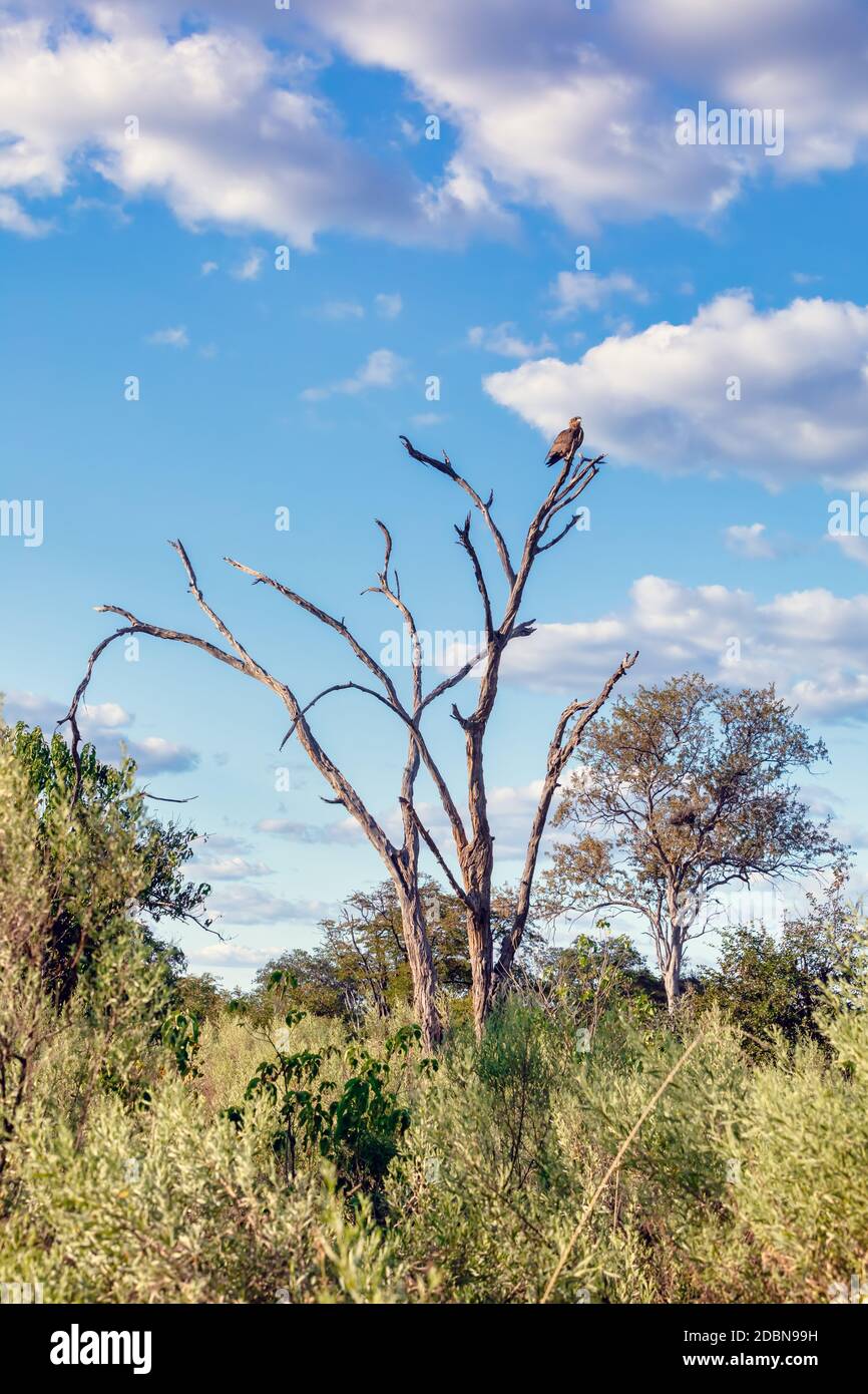 Tawny Eagle (Aquila rapax), grosser Greifvogel im natürlichen Lebensraum, Moremi Game Reserve, Botswana Afrika Safari Wildlife Stockfoto