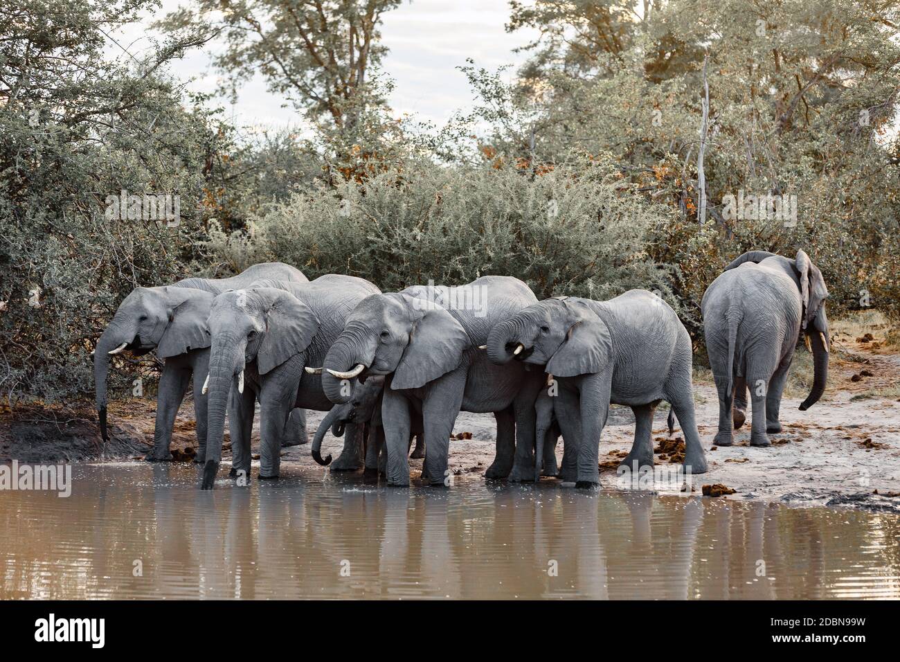 Herde von afrikanischen Elefanten auf Wasserloch in Moremi Wildreservat Botswana, Afrika Safari Tierwelt Stockfoto
