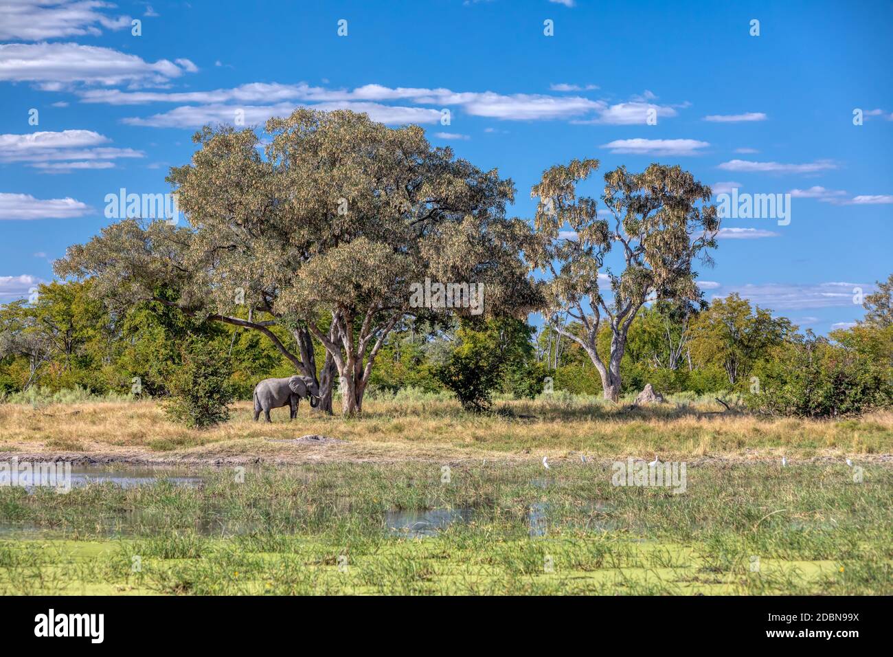 Herde von afrikanischen Elefanten auf Wasserloch in Moremi Wildreservat Botswana, malerisch der traditionellen Landschaft, Afrika Safari Tierwelt Stockfoto