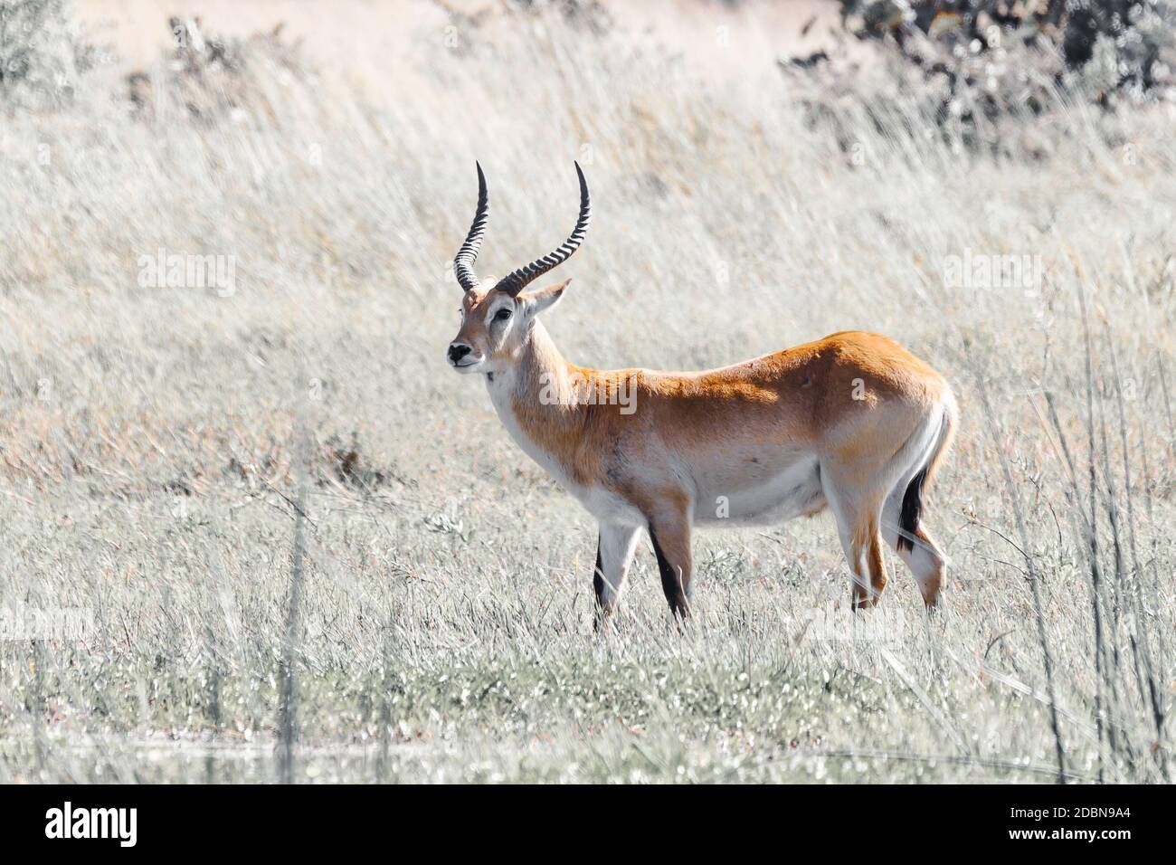 Antilope Letschwe (Kobus Leche) oder südlichen Lechwe, Moremi game Reserve, Okavangodelta, Botswana, Afrika Safari Wildlife und Wildnis Stockfoto