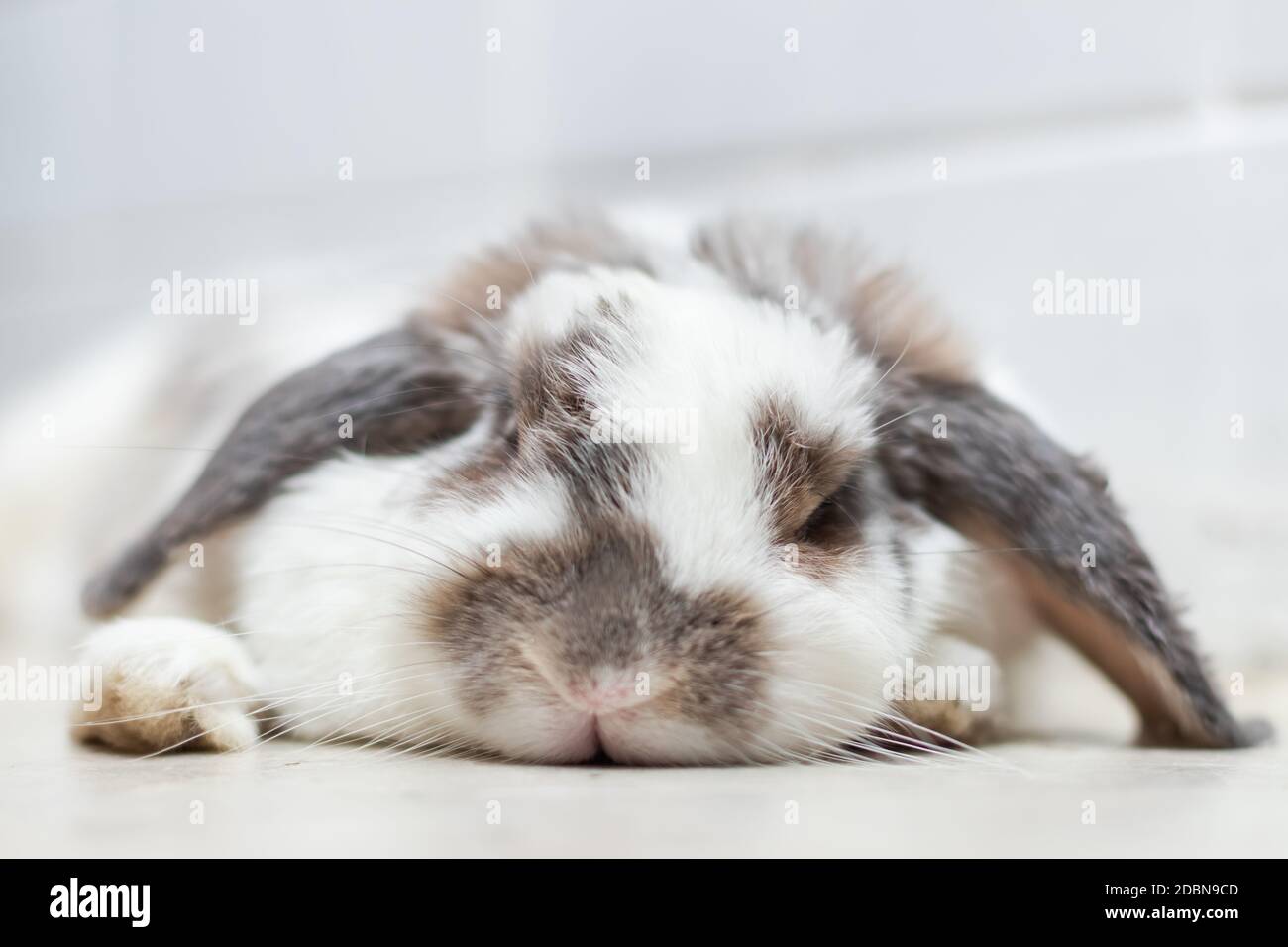 Schöne Hase Kaninchen ostern weiß und braun auf dem Boden liegend. Mit schönen.Tier-Konzept. Stockfoto