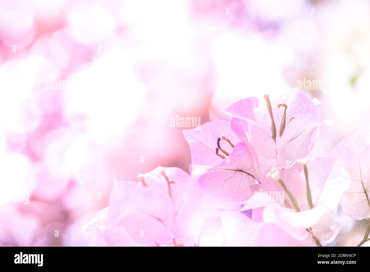 Das Hintergrundbild der rosa Blumen ist in einem abstrakten Stil, der verschwommen dargestellt, für die Platzierung von Zeichen verwendet. Stockfoto