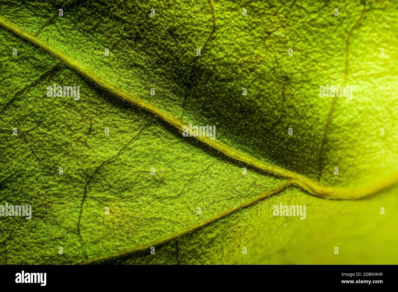 Abstrakter grüner Blatthintergrund für Textur, Makro Stockfoto