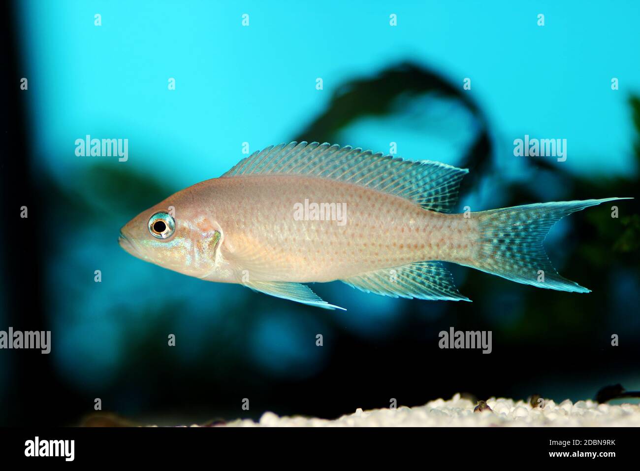 Brichardi Cichlid, Afrikanischer Tanganjika Prinzessin Fisch - (Neolamprologus brichardi) Stockfoto