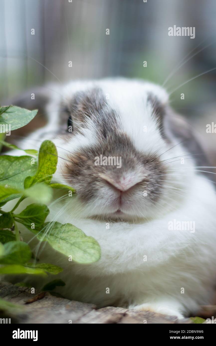 Kaninchen, die weiß und schwarz sind, die süß und Hell in Bewegung der Entspannung Stockfoto