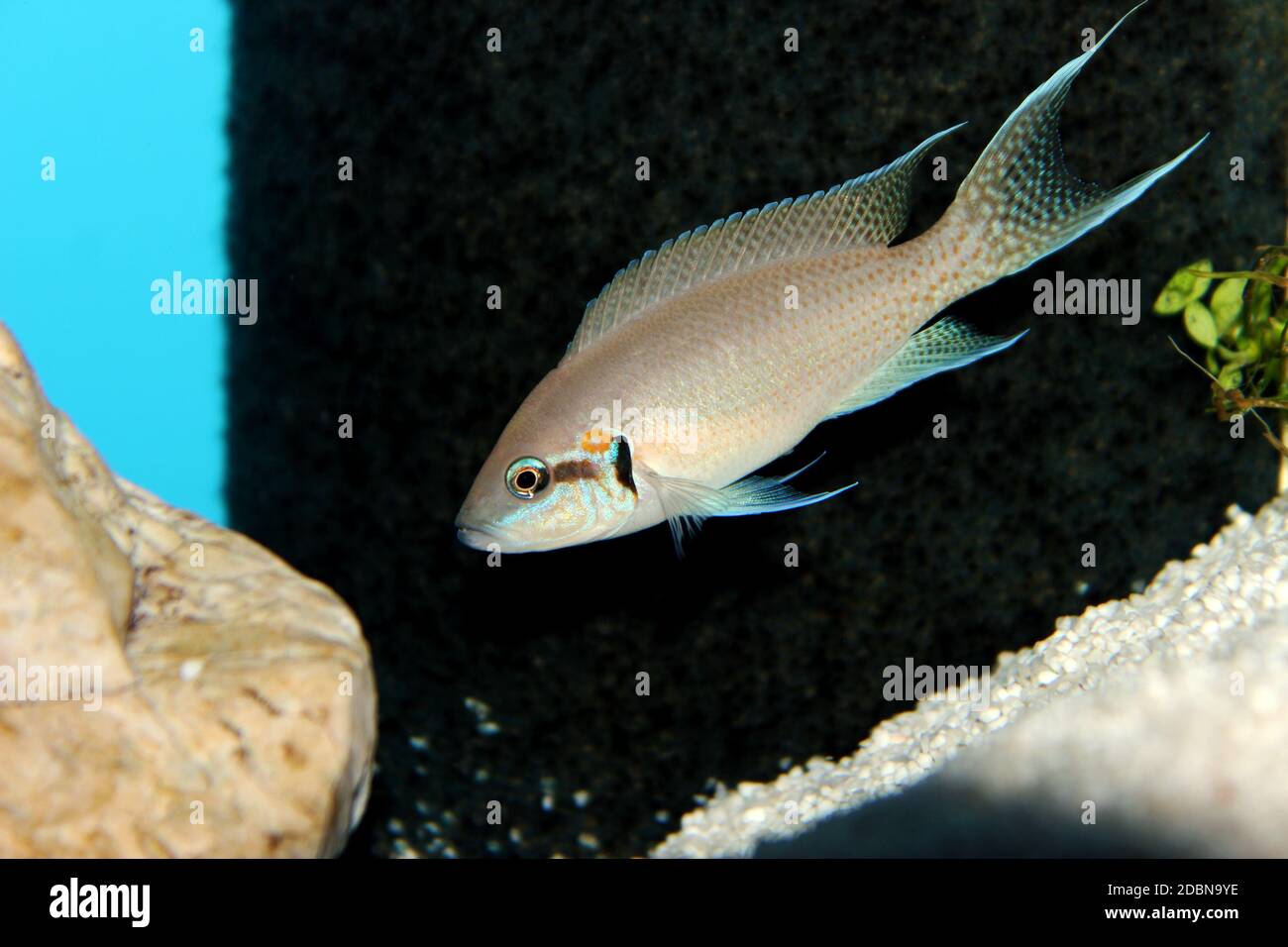 Brichardi Cichlid, Afrikanischer Tanganjika Prinzessin Fisch - (Neolamprologus brichardi) Stockfoto