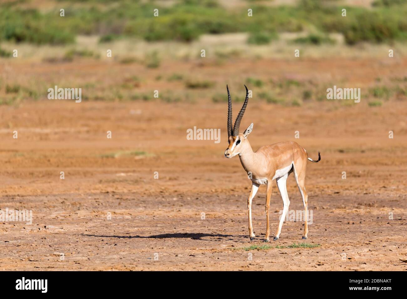 Eine Grant Gazelle in der Savanne Kenias Stockfoto