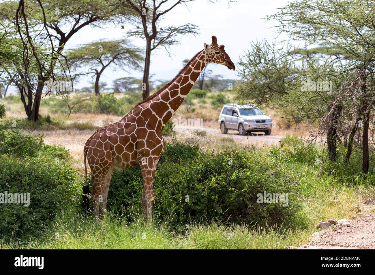 Eine Giraffe überquert einen Pfad in der Savanne Stockfoto