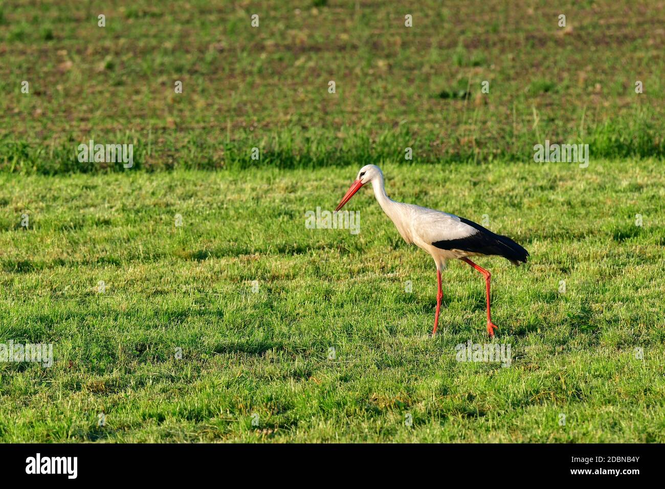 zu Fuß Storch Stockfoto