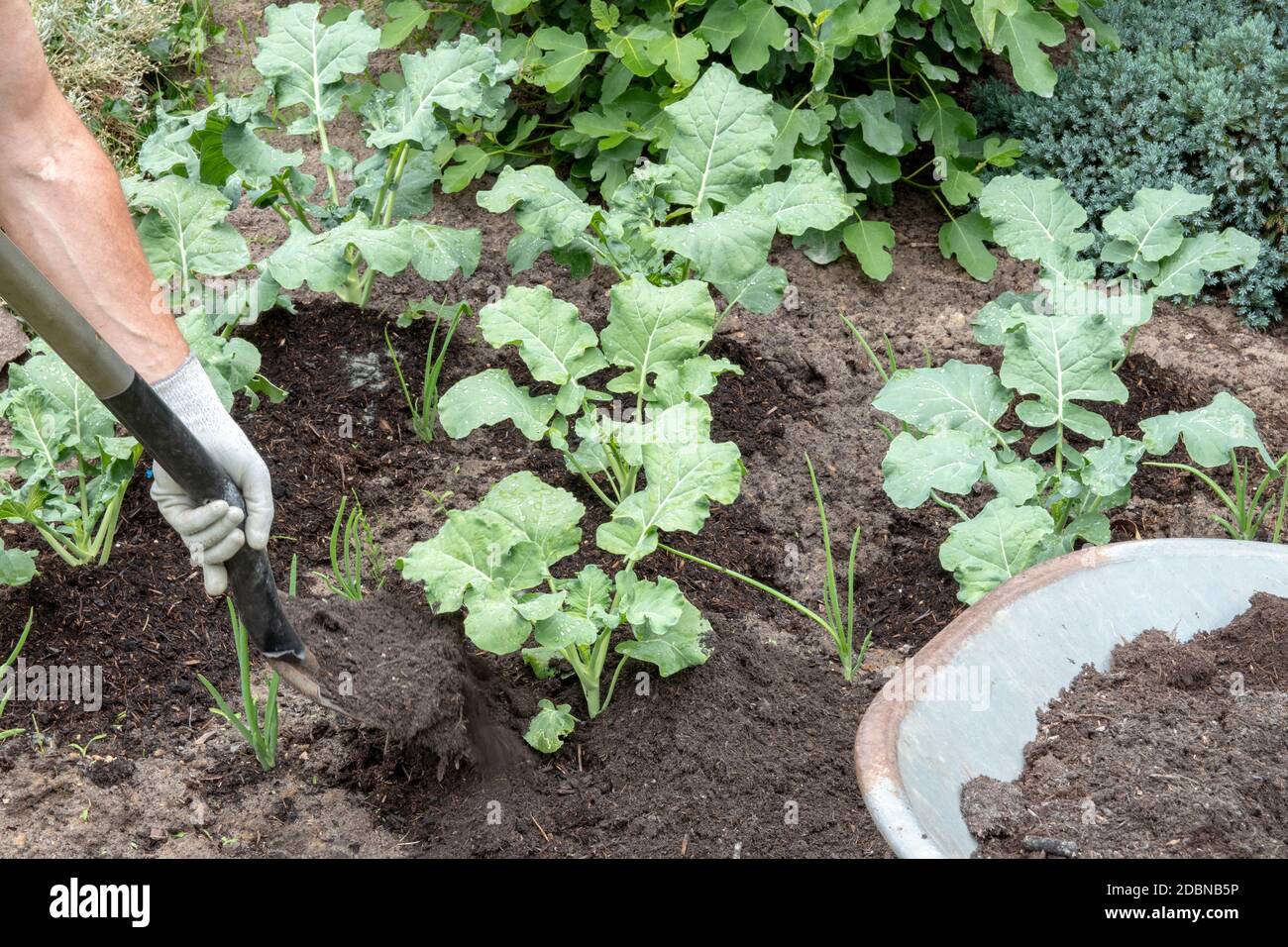 Brokkoli Gartenarbeit. Ein Bauer stapeln auf Gemüsegarten jungen Brokkoli mit Oberboden. Der nährstoffreiche Kompostboden wurde mit Mineral ro gemischt Stockfoto