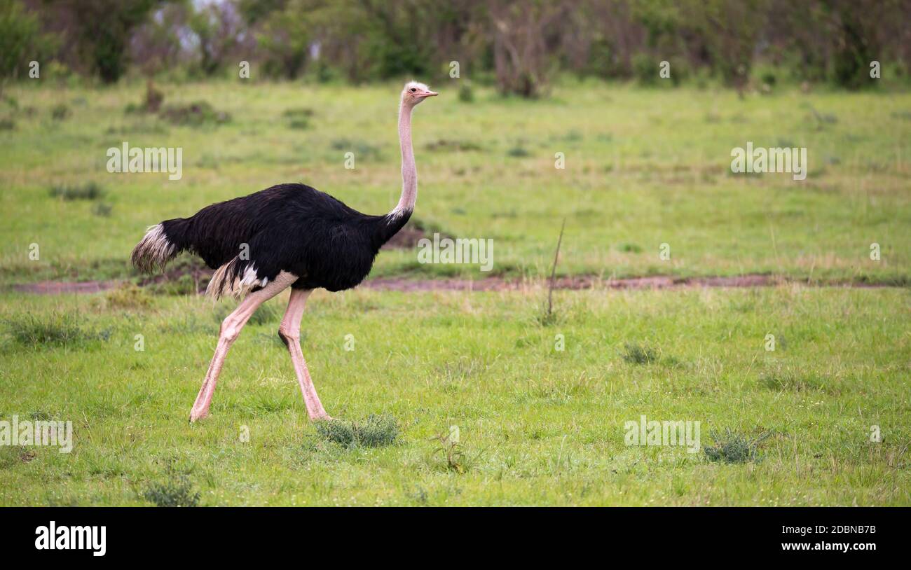 Ein Straußenvogel zieht von der Savanne in Kenia durch die Graslandschaft Stockfoto