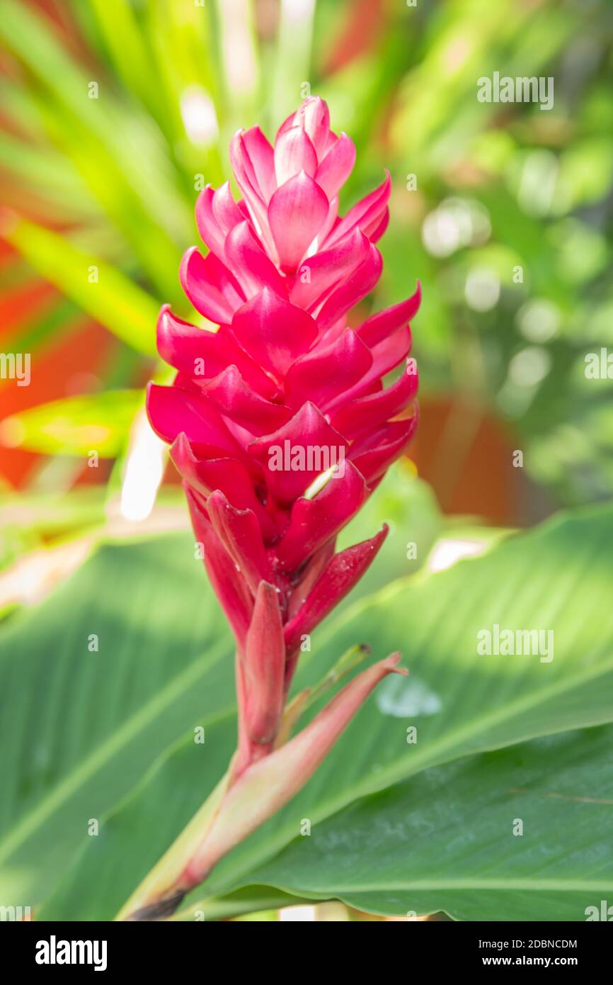 Rote Und Rosa Ingwer Bluten Wachsen An Der Pflanze Im Garten Stockfotografie Alamy