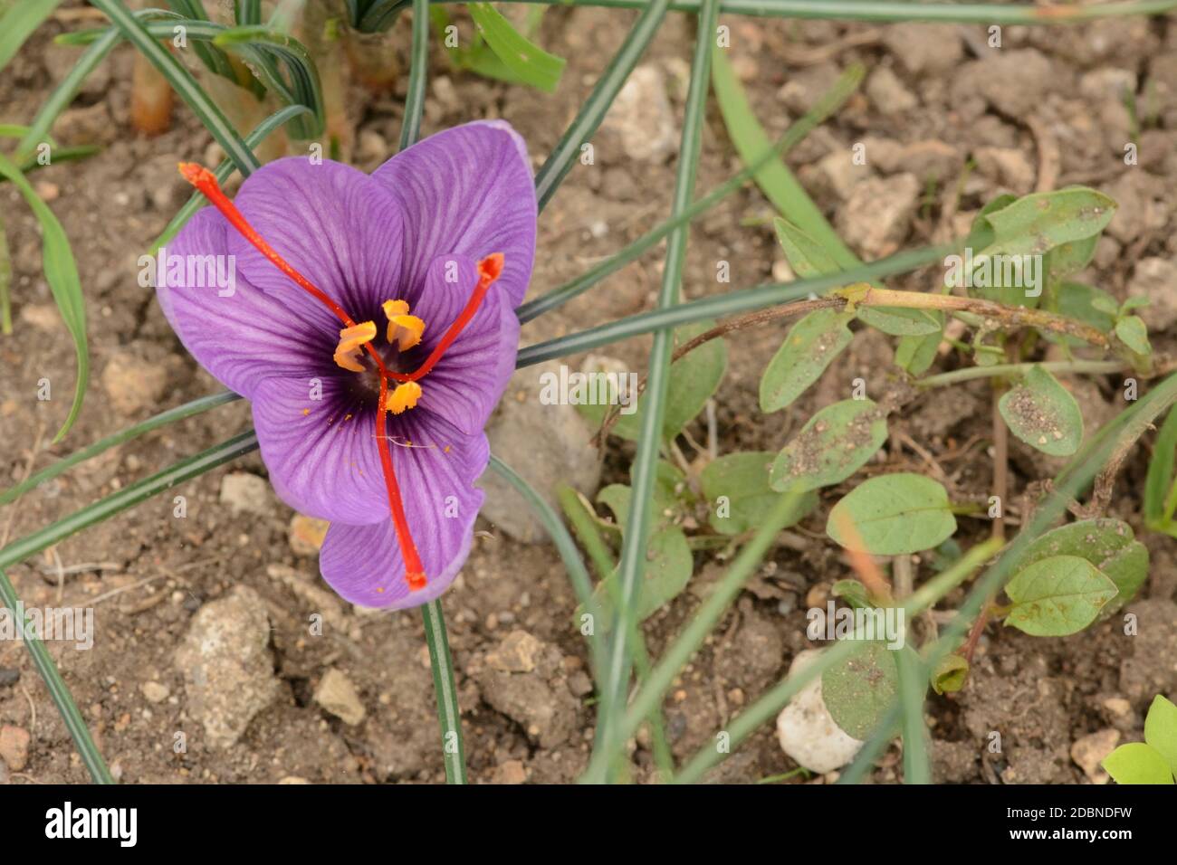 Crocus Blume gerade geöffnet, mit den charakteristischen roten Stigmas, die in den Kochrezepten verwendet werden Stockfoto