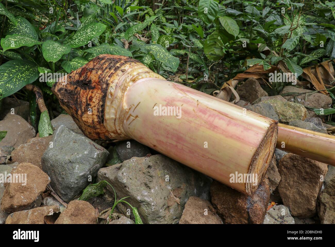 Frisch gefllter Bananenbaum, der auf bunten Steinen liegt. Ein frischer  saft fliet aus dem Stamm frei von den Wurzeln und dem oberen Grn. Natur,  Garten Stockfotografie - Alamy