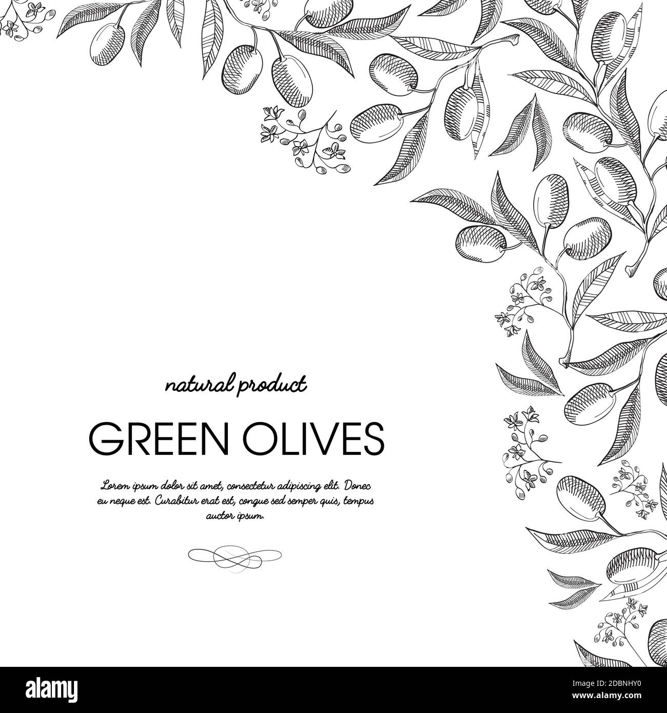 Eckrahmen Elegante Schriftrolle Ornament Gravur Grune Oliven Bundchen Grenze Handgezeichnete Doodle Karte Vektorgrafik Stock Vektorgrafik Alamy