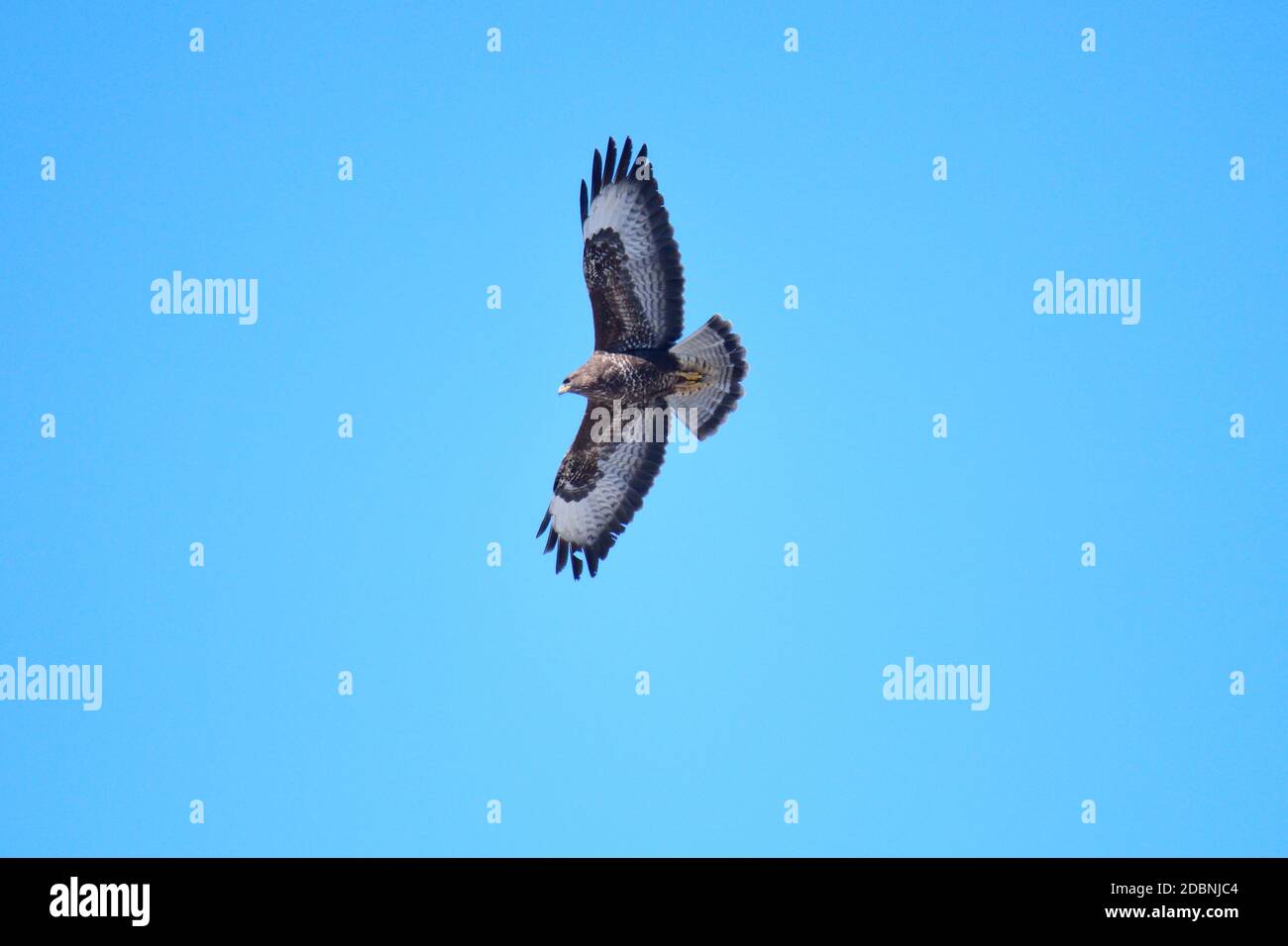 Bussard (Buteo buteo) Greifvögel im Flug gegen den blauen Himmel im Frühjahr Stockfoto