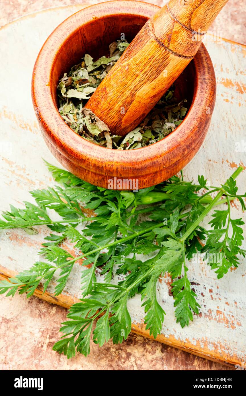 Heilende Eigenschaften von wilden Karotten in Kräutermedizin.Frische medizinische, heilende Pflanzen. Stockfoto