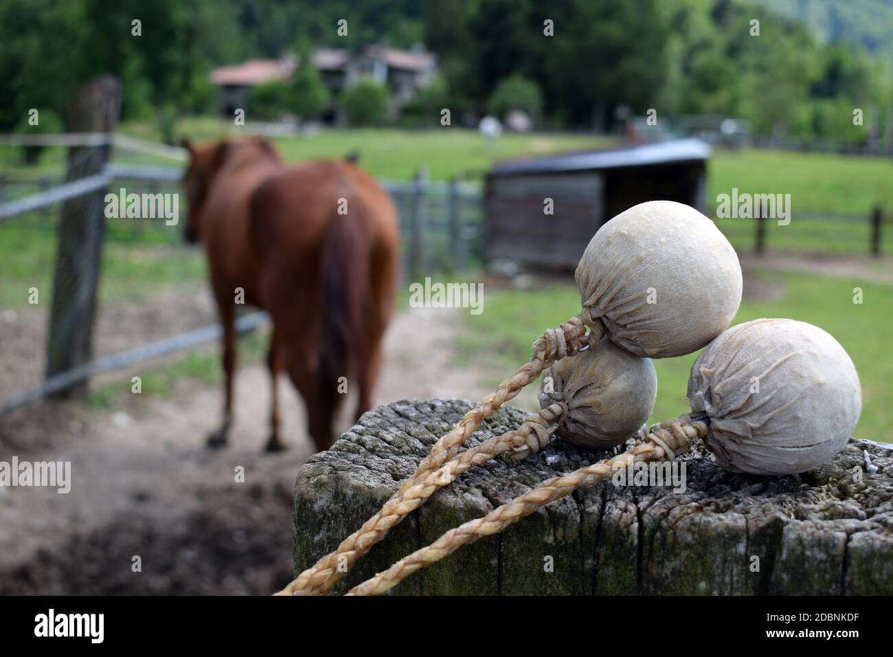 Bolas mit Pferd im Hintergrund des Hofes Stockfoto