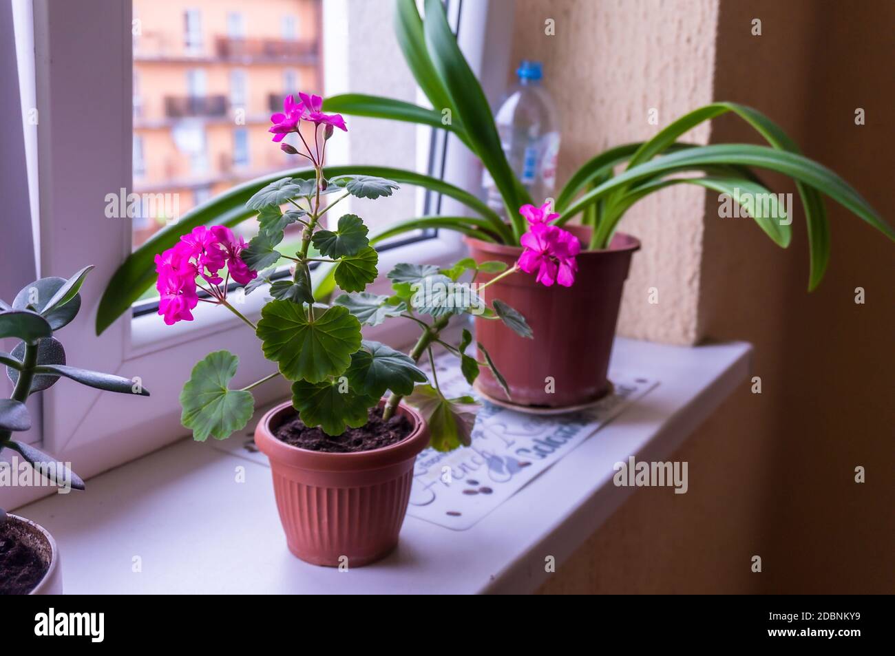 Zimmerpflanze mit rosa Blüten, Geranienblume auf der Fensterbank, lila  Blume auf dem Fenster Stockfotografie - Alamy