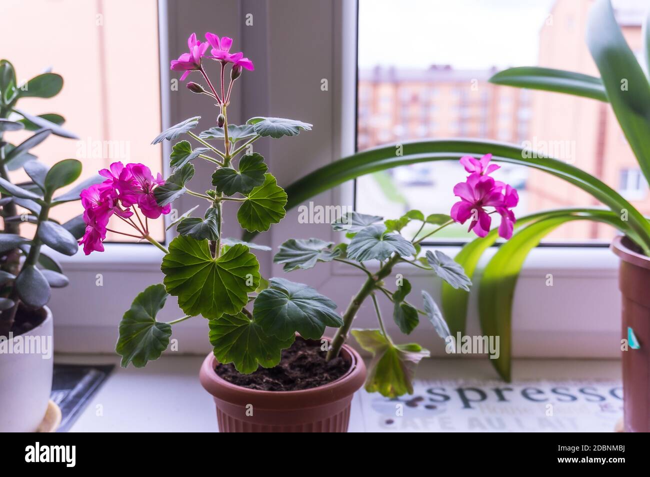 Zimmerpflanze mit rosa Blten, Geranienblume auf der Fensterbank, lila  Blume auf dem Fenster Stockfotografie - Alamy