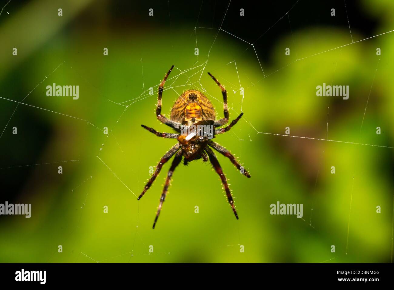 Eine Spinne im Netz im Regenwald Stockfoto