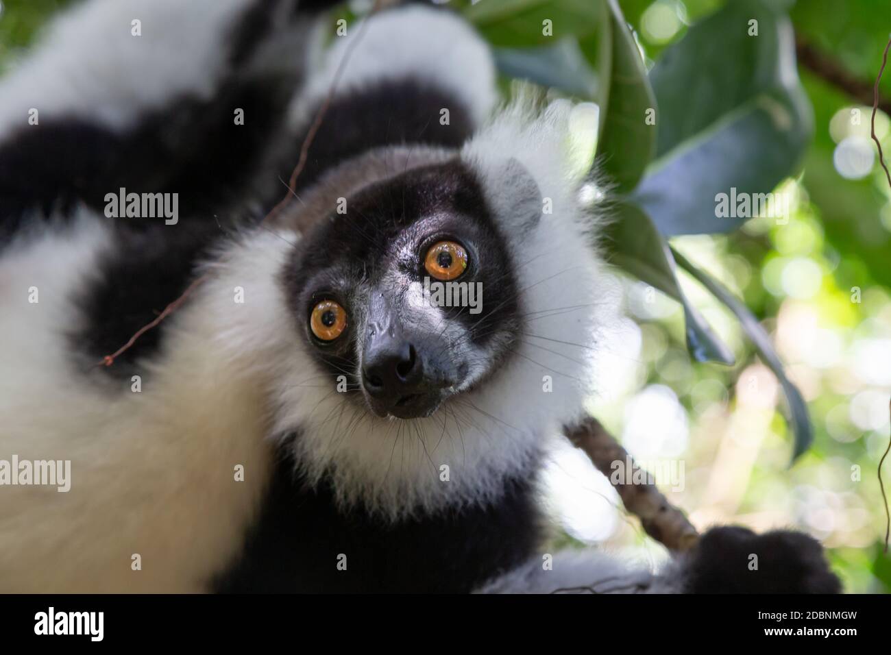 Das Porträt eines schwarz-weißen Vari Lemur Stockfoto