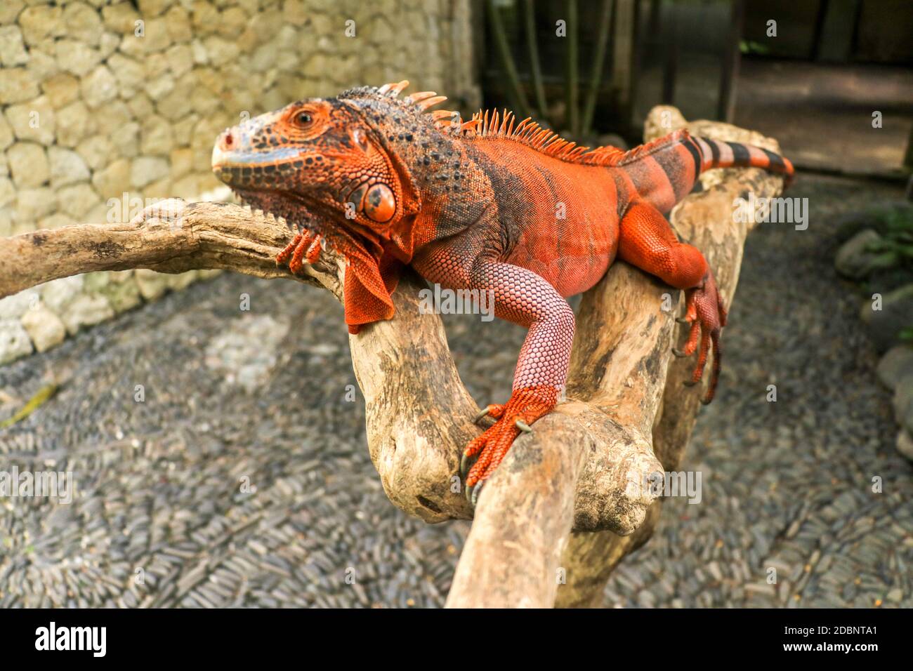 Schöner roter Leguan auf Holz, Nahaufnahme von Tieren. Orangefarbener Iguana sitzt auf Treibholz und schaut auf die Kamera. Eine Unterart des Roten Morphs. Schüchtern an Stockfoto