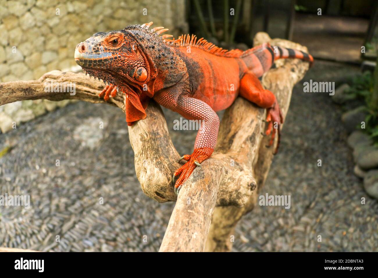 Schöner roter Leguan auf Holz, Nahaufnahme von Tieren. Orangefarbener Iguana sitzt auf Treibholz und schaut auf die Kamera. Eine Unterart des Roten Morphs. Schüchtern an Stockfoto