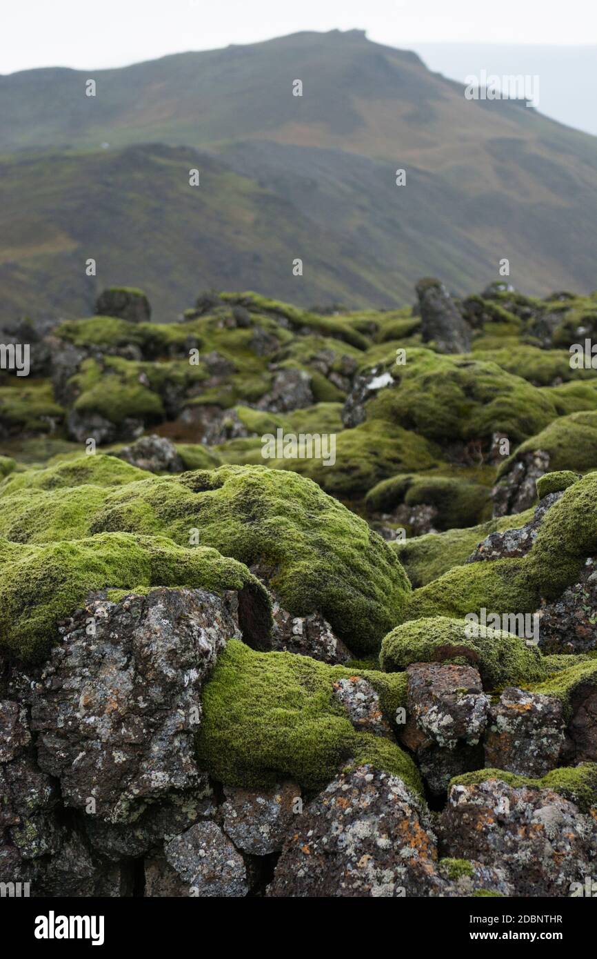 Ein riesiger Streifen von hellgrünem Moos bedeckte Lavafelder unter einem Berg in Island. Stockfoto