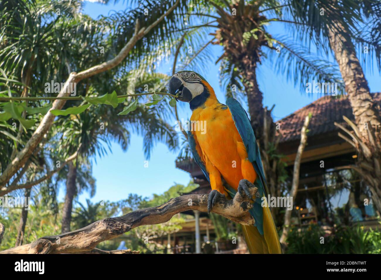Schöne bunte Ara Ararauna über tropischem Hintergrund. Blau-gelber Ara im Bali Vogelpark ZOO. Blau-Gold-Ara, Vogel von Psittacidae famil Stockfoto