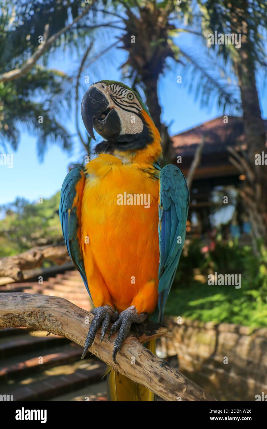 Schöne bunte Ara Ararauna über tropischem Hintergrund. Blau-gelber Ara im Bali Vogelpark ZOO. Blau-Gold-Ara, Vogel von Psittacidae famil Stockfoto