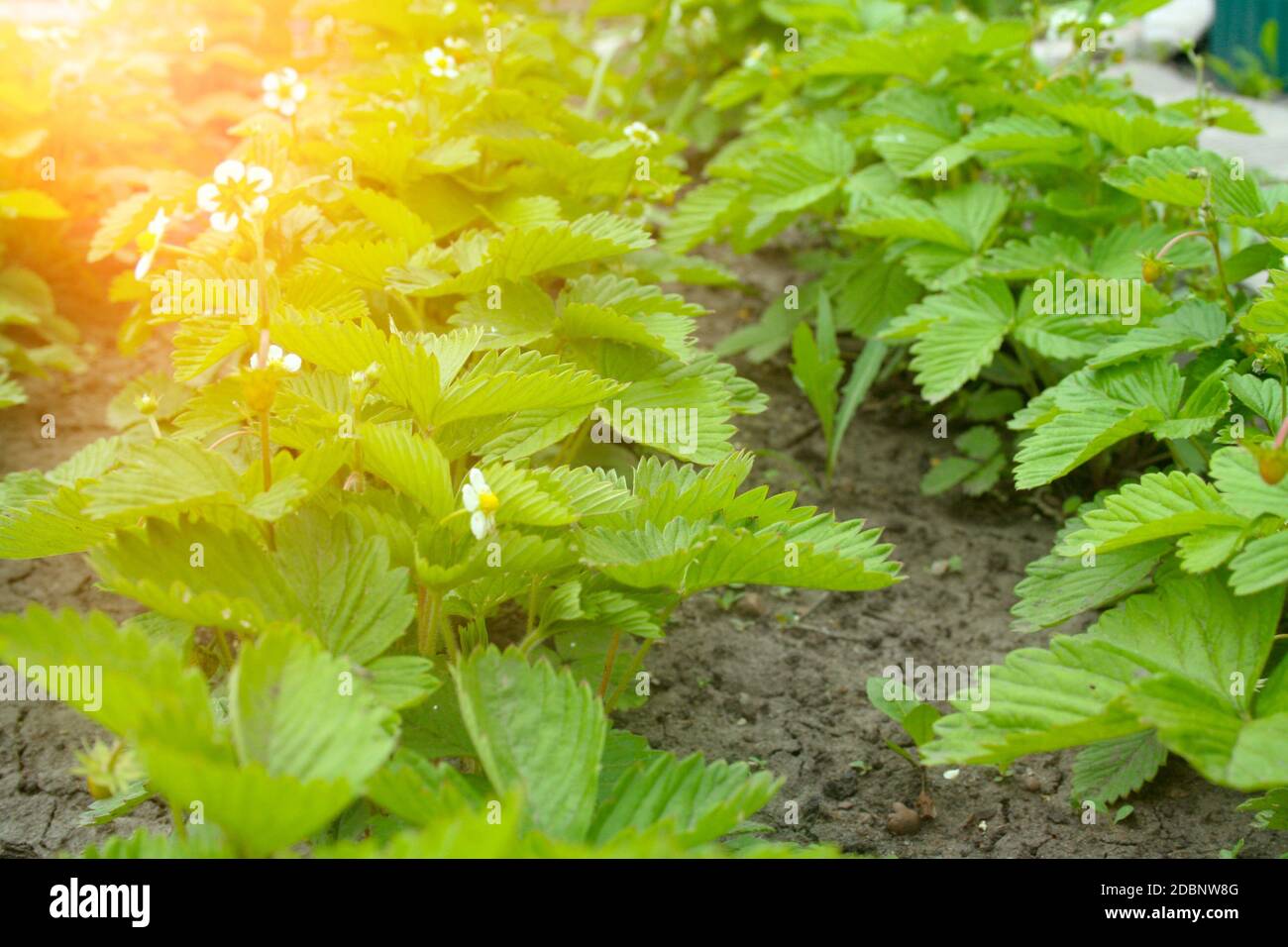 Grüne Erdbeere Buchsen in der Blütezeit Stockfoto