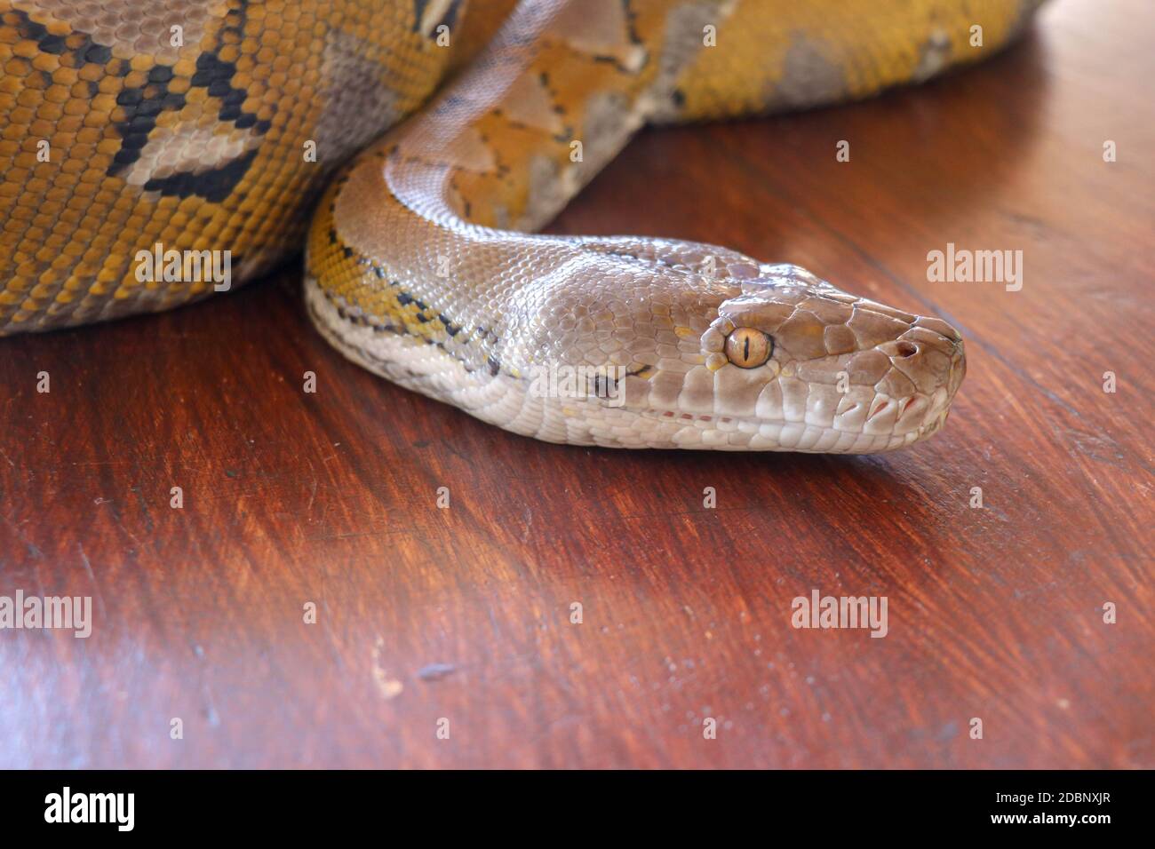 Kopf Python gelbes Muster auf einer Tischkante. Nahaufnahme der Schlangenhaut Textur Verwendung für Hintergrund. Porträt einer albino-retikulierten Python-Schlange. Wunderschön Stockfoto