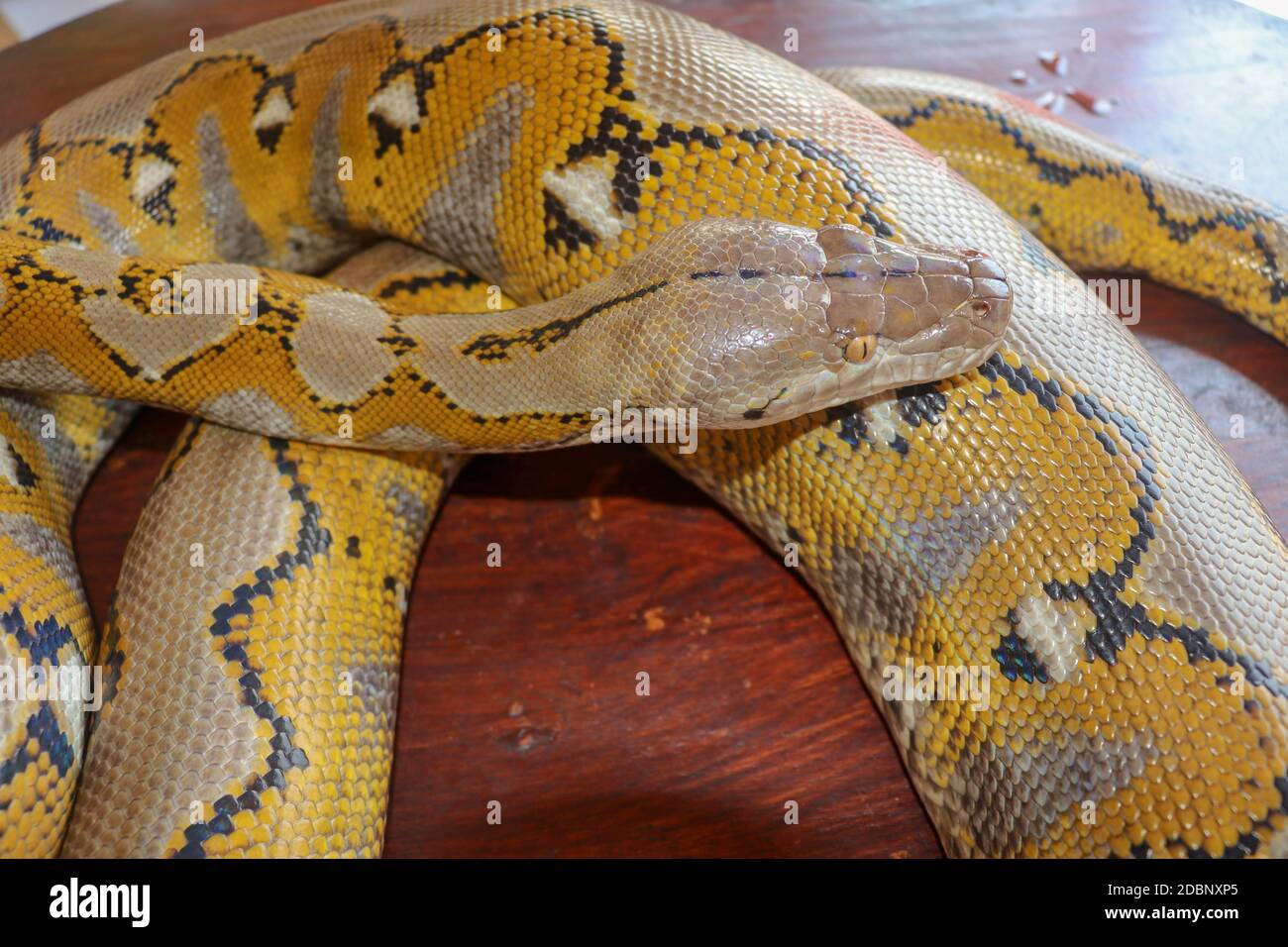 Albino Netzpython. Python Schlange gelb auf dem Holztisch liegend. Nahaufnahme von Big Python regius oder Royal Python ist eine große, nicht giftige Schlange Stockfoto