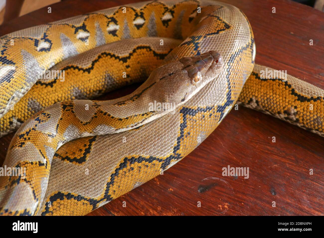 Gold Yellow Python, Albino Schlange mit schöner gelber Textur. Muster Boa Snake Haut abstrakte Textur. Nahaufnahme der Schlangenhaut Textur für Backgr Stockfoto
