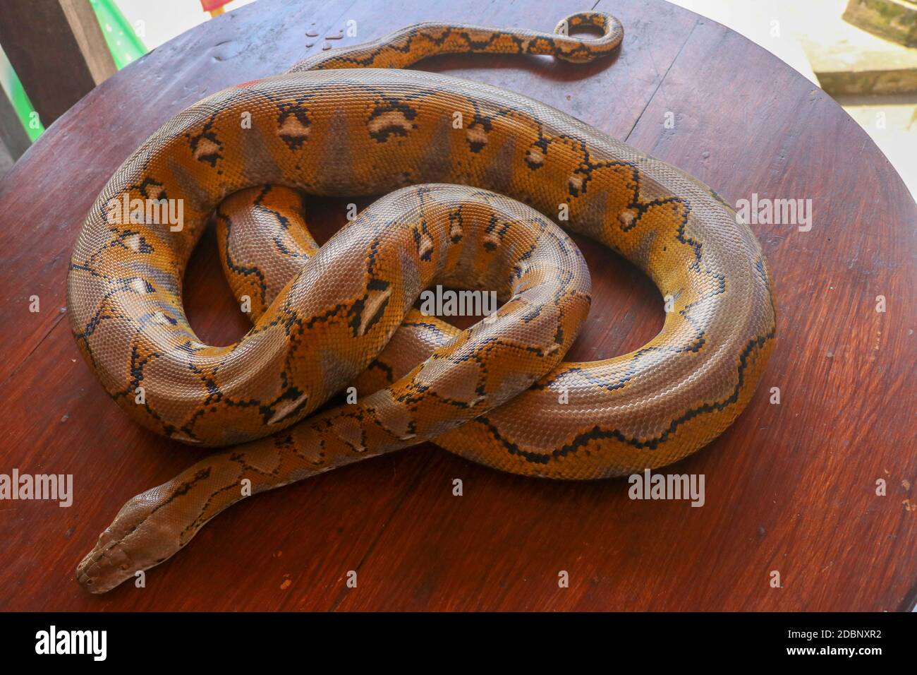 Gold Yellow Python, Albino Schlange mit schöner gelber Textur. Muster Boa Snake Haut abstrakte Textur. Nahaufnahme der Schlangenhaut Textur für Backgr Stockfoto