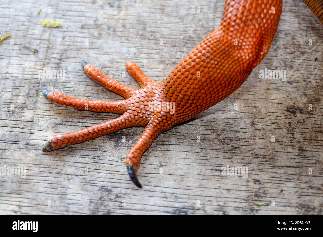 Nahaufnahme am vorderen Bein mit scharfen Krallen des tropischen Reptils Red Iguana. Konzentrieren Sie sich auf das Bein mit schuppiger Haut. Haut in Rot-, Orange-, Gelb- und Blautönen. Rot i Stockfoto