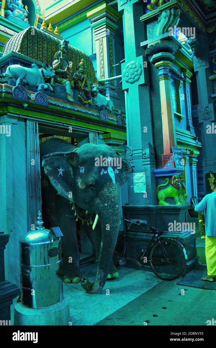 Pondicherry, Südindien - 30. Oktober 2018: Ein Elefant kommt aus einem Aulmigu Manakula Vinayagar Hindu-Tempel im Union Territory von Puducherr Stockfoto