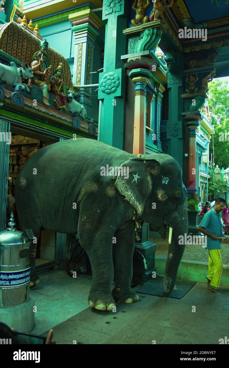 Pondicherry, Südindien - 30. Oktober 2018: Ein Elefant kommt aus einem Aulmigu Manakula Vinayagar Hindu-Tempel im Union Territory von Puducherr Stockfoto