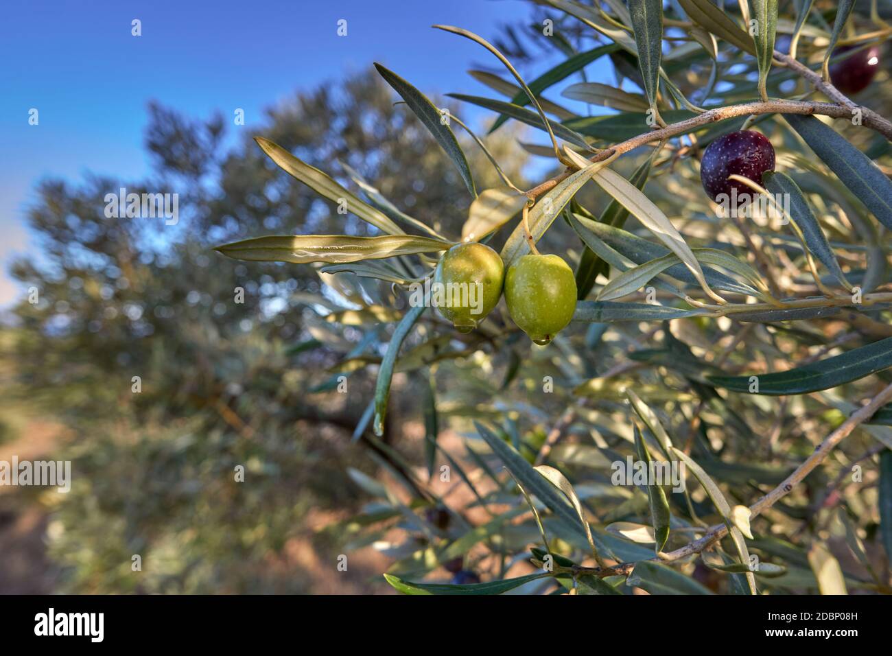 Oliven hängen im Olivenbaum und werden vom Morgentau in Antequera, Malaga, nass. Andalusien, Spanien Stockfoto