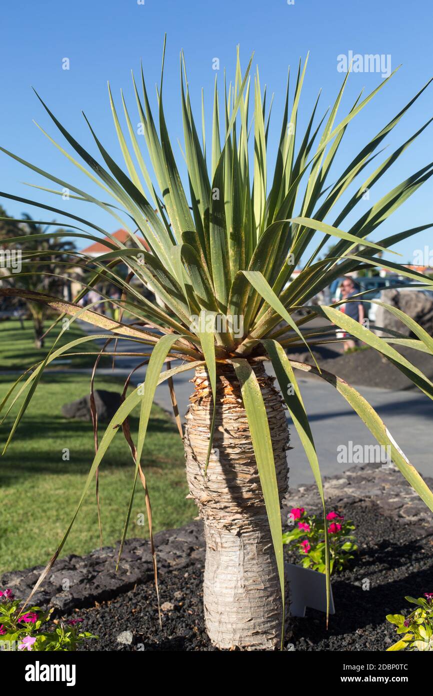 Agave Pflanze im Garten. Fuerteventura, Kanarische Inseln, Spanien Stockfoto