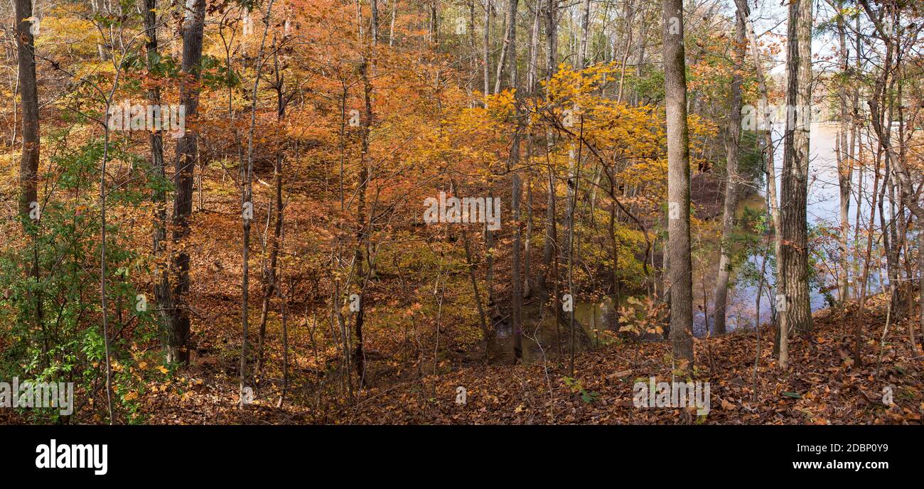 Eine Weitwinkelansicht von brillantem Herbstlaub in einem Wald mit einem See im Hintergrund. Stockfoto
