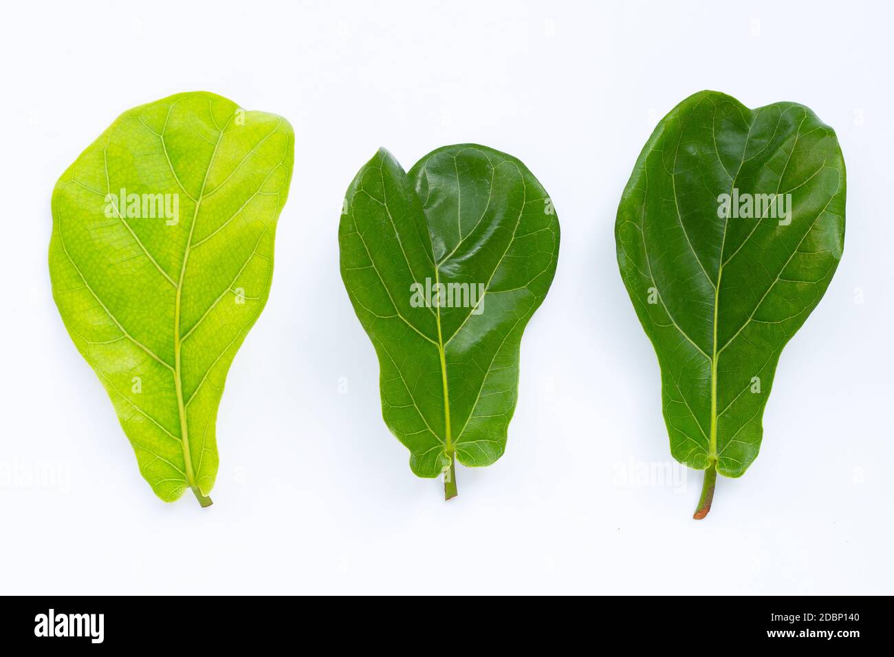 Ficus lyrate Blätter auf weißem Hintergrund. Stockfoto