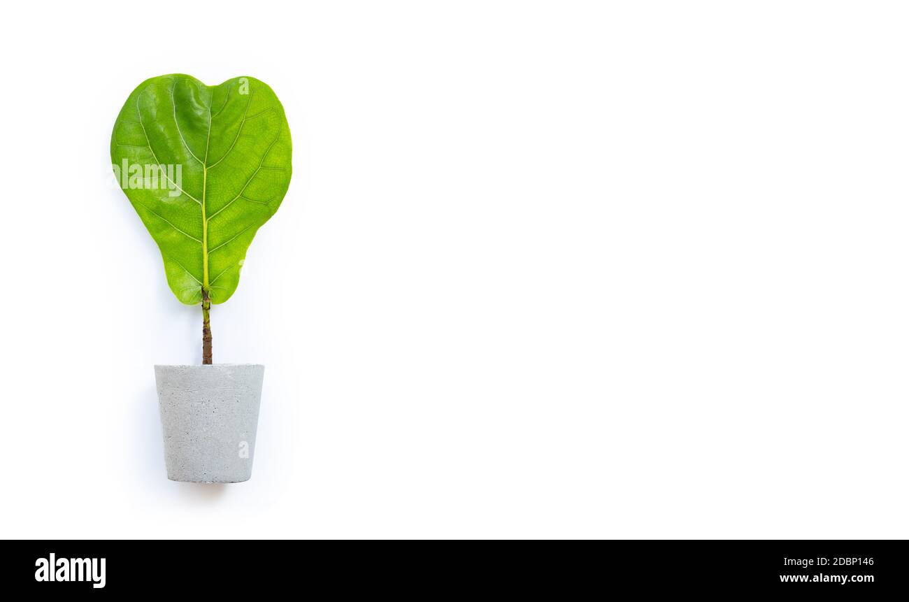 Ficus-Lyratbaum im Zementtopf auf weißem Hintergrund. Herzform. Speicherplatz kopieren Stockfoto