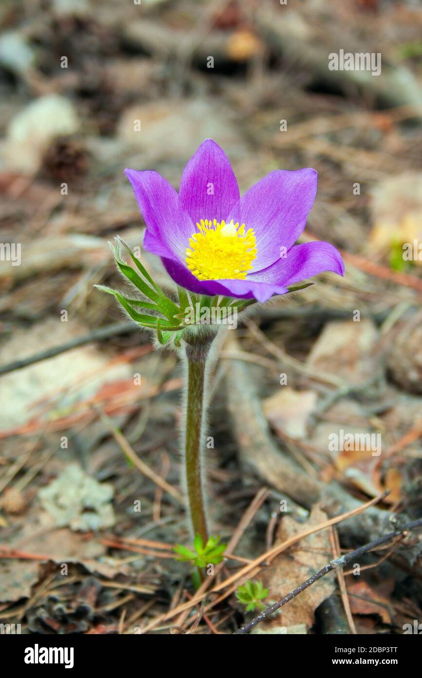 Schöner Frühling Lila Blume pulsatilla wächst in den Wald im Frühling. Pulsatílla praténsis. Lila ersten Frühling Blumen im Mai. Stockfoto